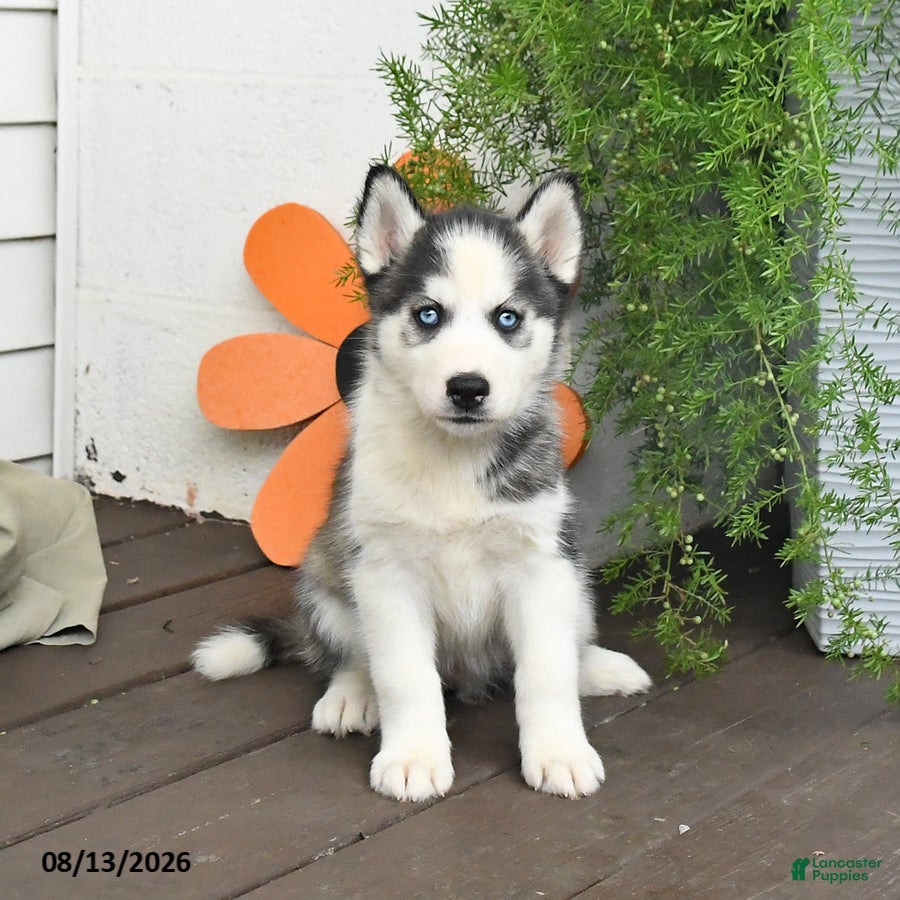 Gerberian Shepsky dogs Frosty - Ad 2