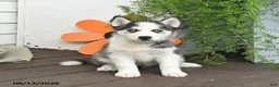 Gerberian Shepsky dogs for sale: Frosty - Ad 2