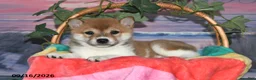 Shiba Inu dogs for sale: Kristi - Ad 4