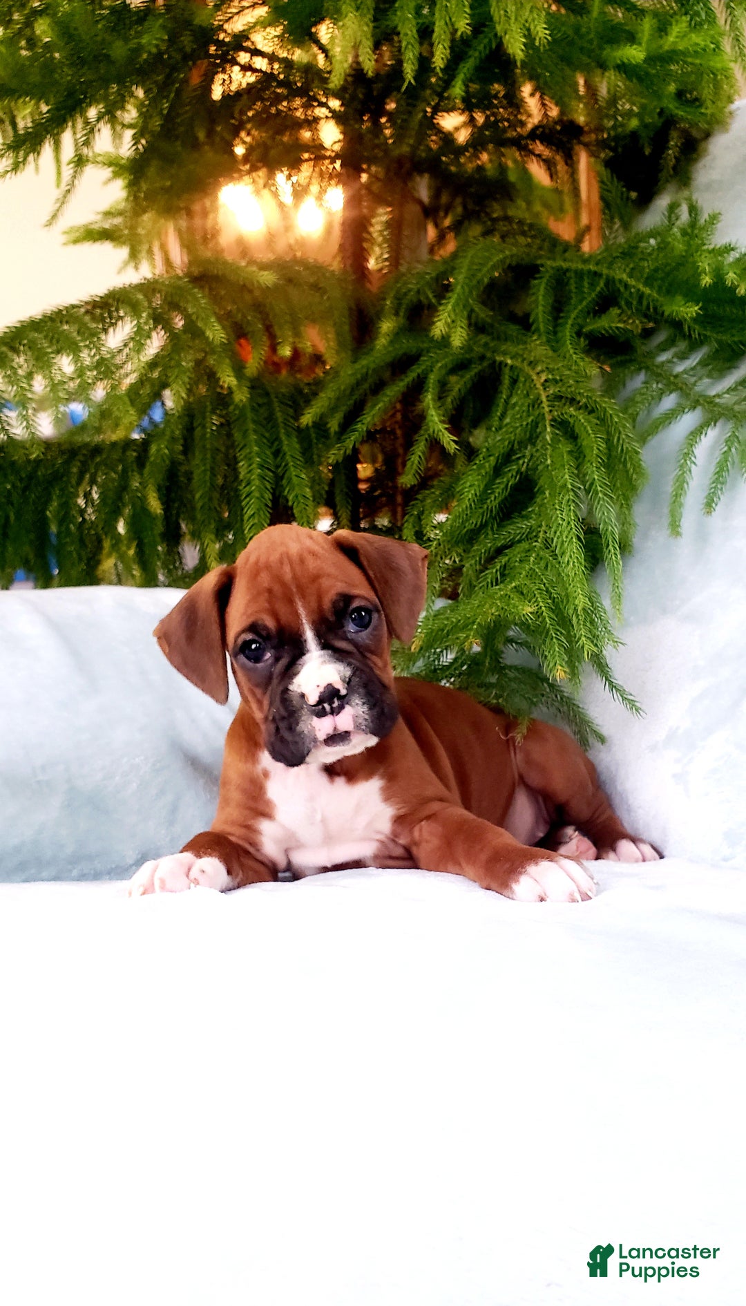 Boxer dogs for sale: Courtney - Ad 2