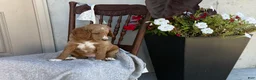 Goldendoodle dogs for sale: Chaser - Ad 9