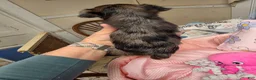Yorkshire Terrier dogs for sale: Yorkshire Terrier Merle girl #1 - Ad 4