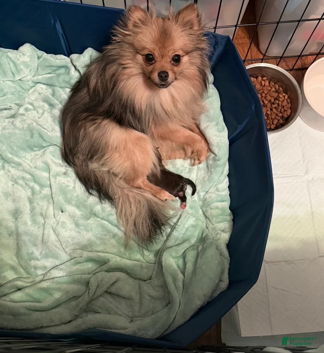 Pomeranian dogs for sale: Pomeranian Puppy 1 - Ad 2