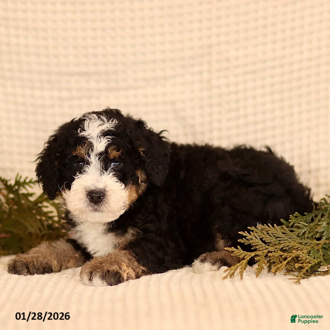 Mini Bernedoodle dogs for sale: Cody - Ad 3