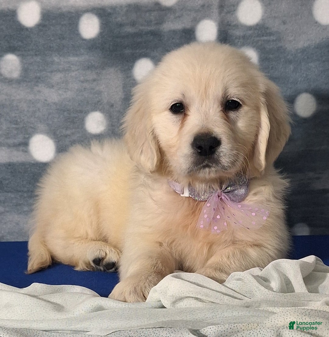 Golden Retriever dogs for sale: Josie - Ad 1