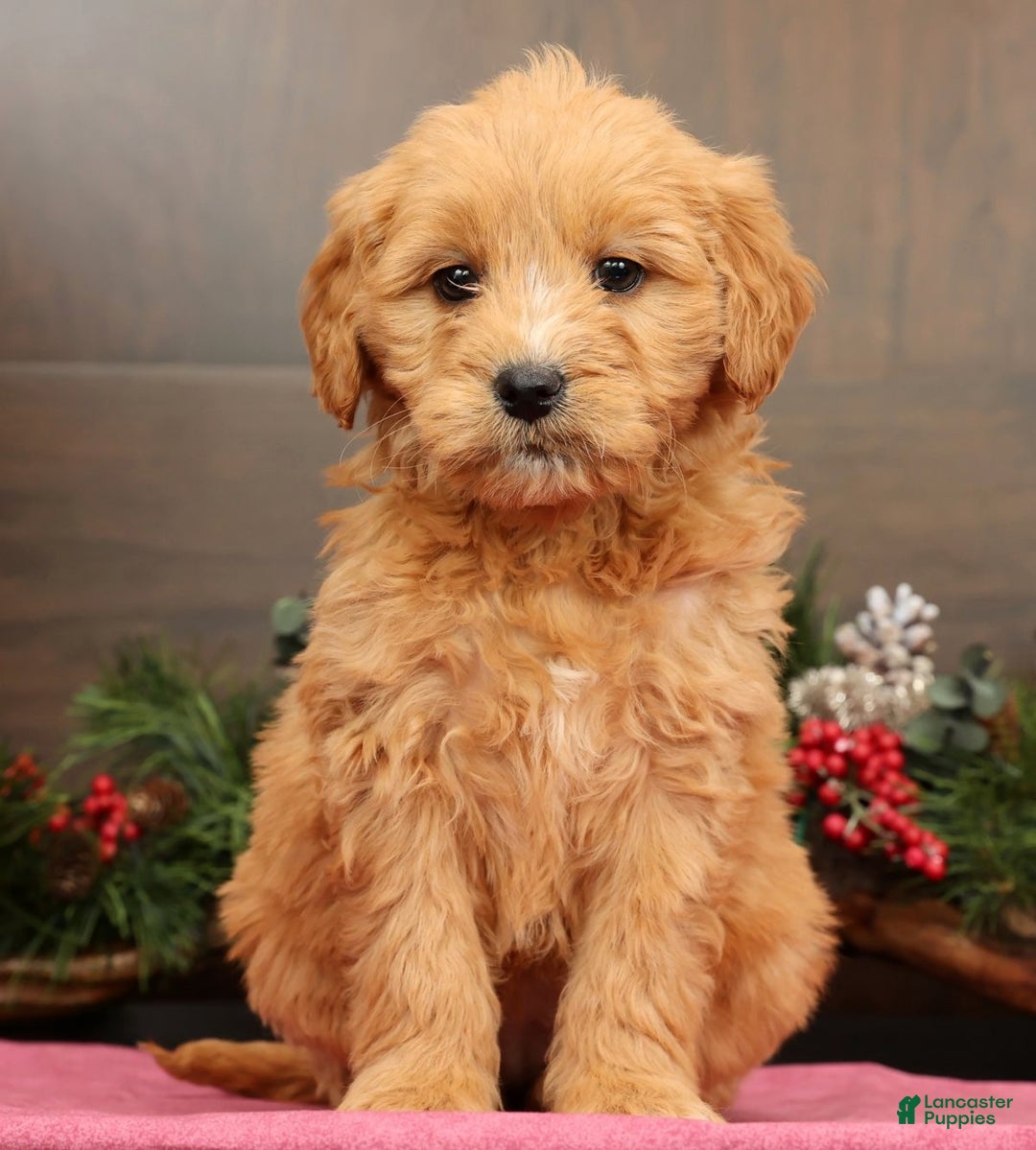 Mini Goldendoodle dogs for sale: Polly - Ad 5