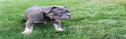 French Bulldog dogs for sale: Lana - Ad 3