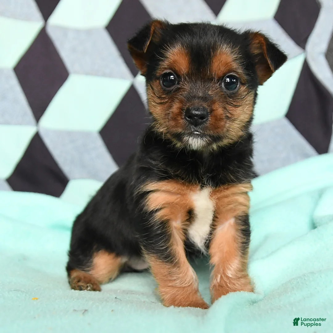 Yorkshire Terrier dogs for sale: Vera - Ad 3