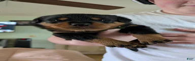 Rottweiler Puppy 6