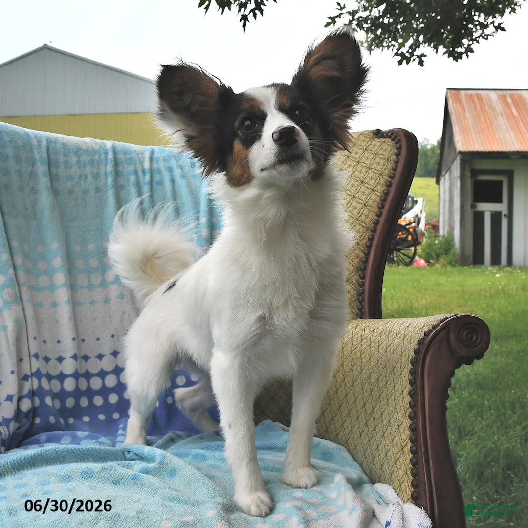 Sphnix Papillon for sale in Fort Plain | Lancaster Puppies