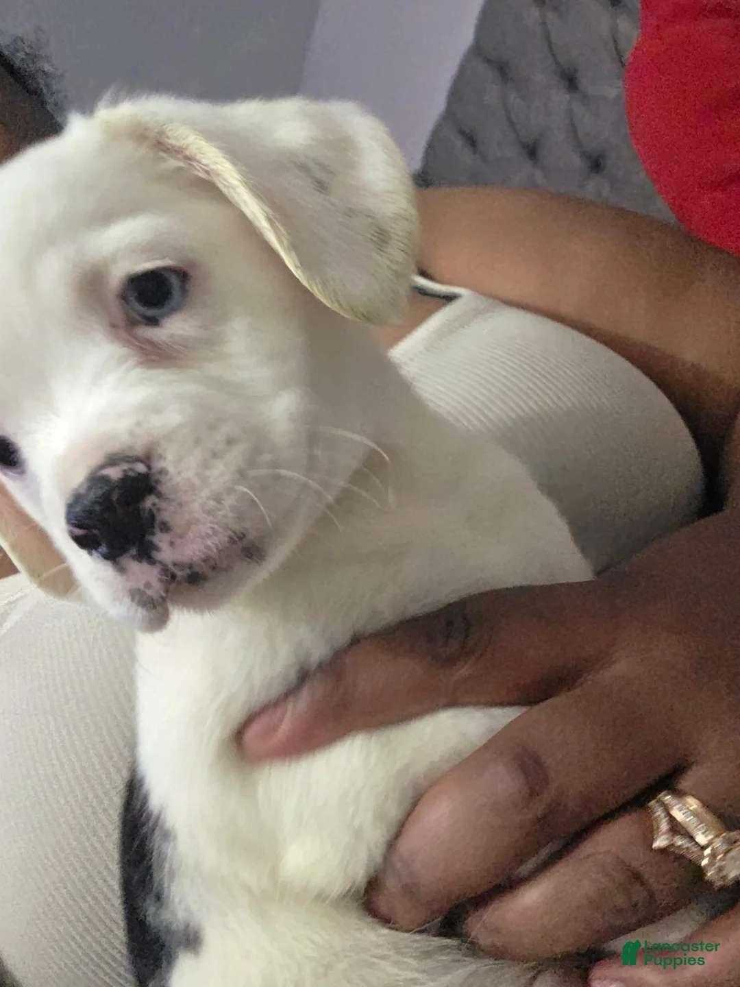 Mixed Breed dogs for sale: Cow - Ad 1