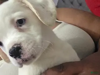 Mixed Breed dogs Cow - Ad 14