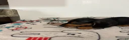Miniature Dachshund dogs for sale: Milo - Ad 4