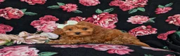 Cockapoo dogs for sale: Fiona 9 lbs Full Grown - Ad 4