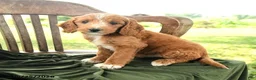 Goldendoodle dogs for sale: Brietta - Ad 4