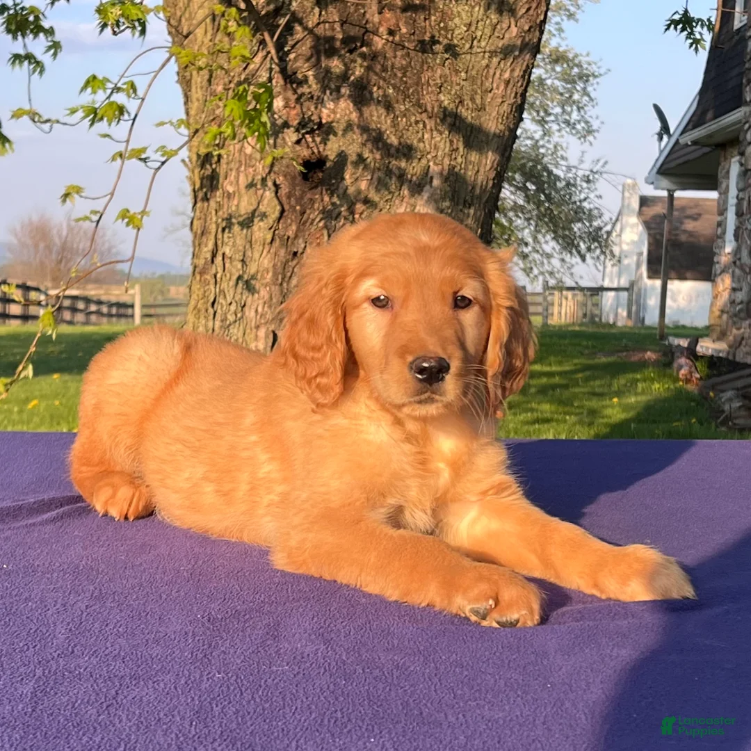 Golden Retriever dogs for sale: Marigold - Ad 4