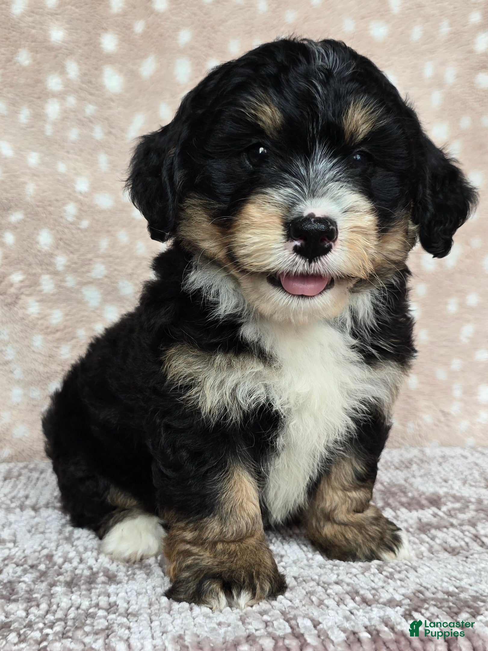 Mini Bernedoodle dogs Mini Willow - Ad 2