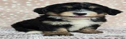 Mini Bernedoodle dogs for sale: Mini Willow - Ad 2