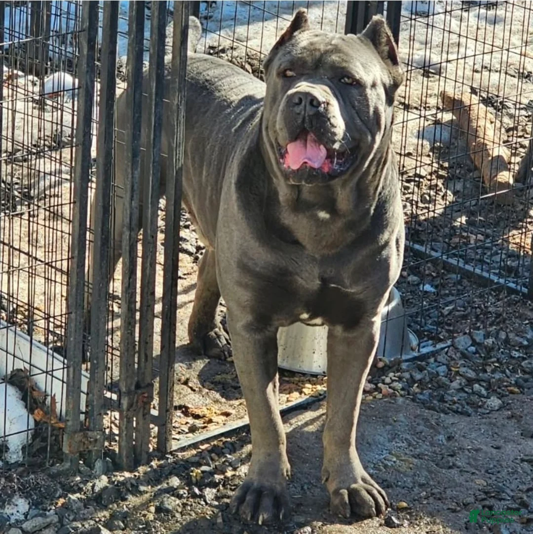 Gallery Image {{count}}