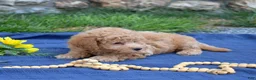 Bichpoo dogs for sale: Rugby  - Ad 7