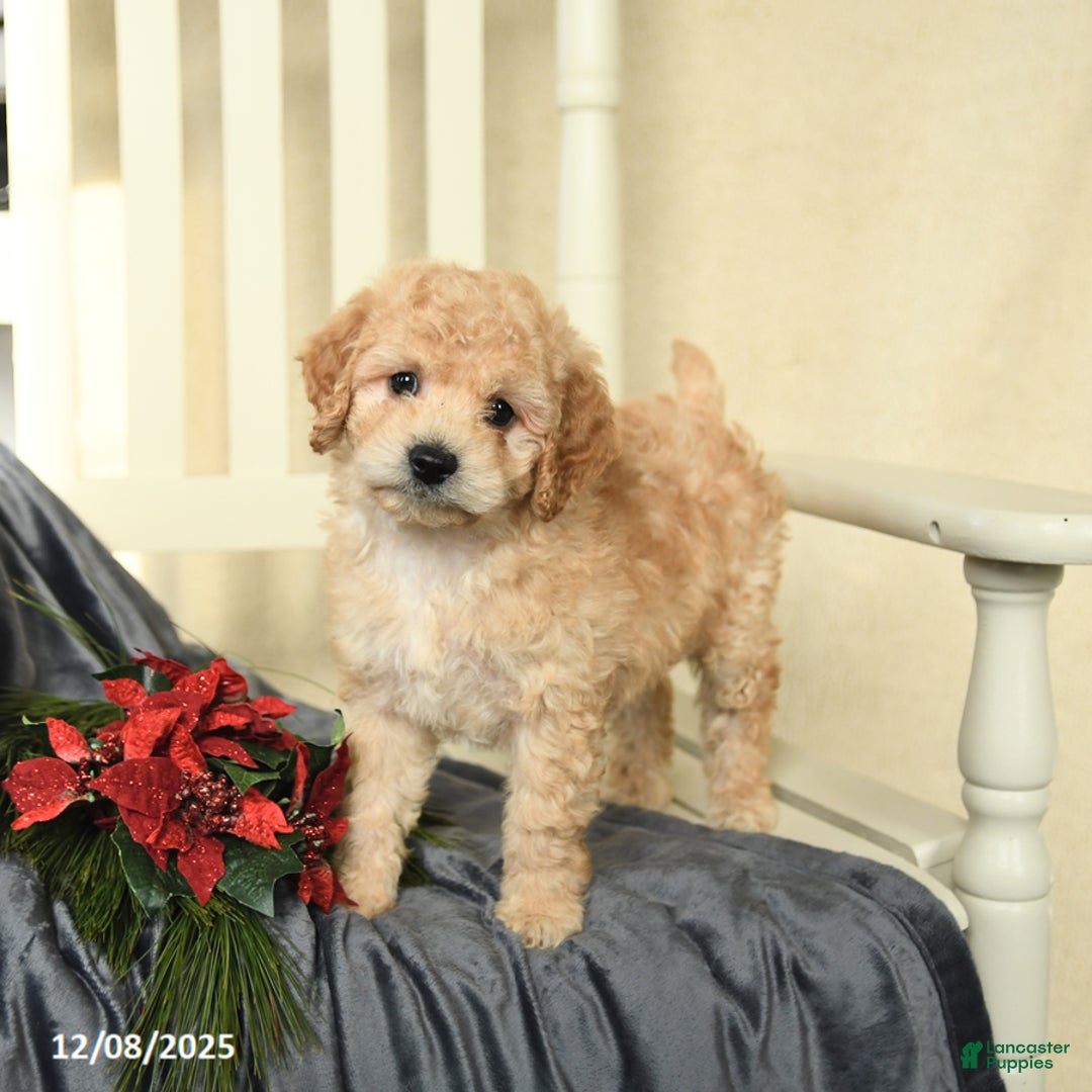 Cavapoo dogs for sale: Curly - Ad 1