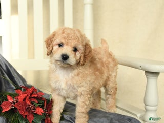 Cavapoo dogs Curly - Ad 33