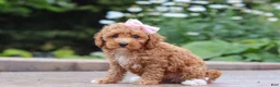 Maltipoo dogs for sale: Raina - Ad 4