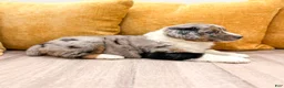 Australian Shepherd dogs for sale: Chloe - Ad 5