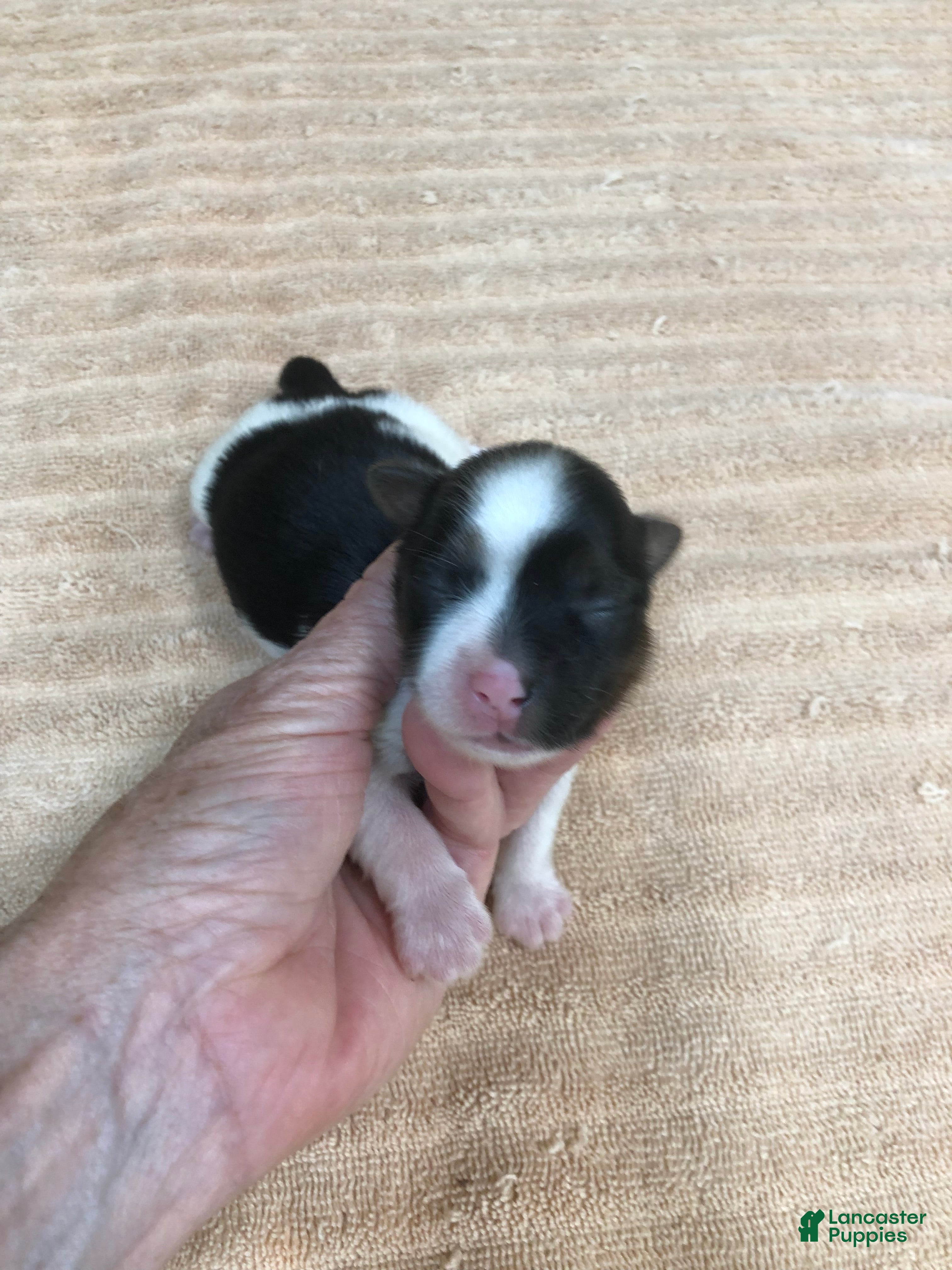 Yorkshire Terrier dogs Eli parti - Ad 16