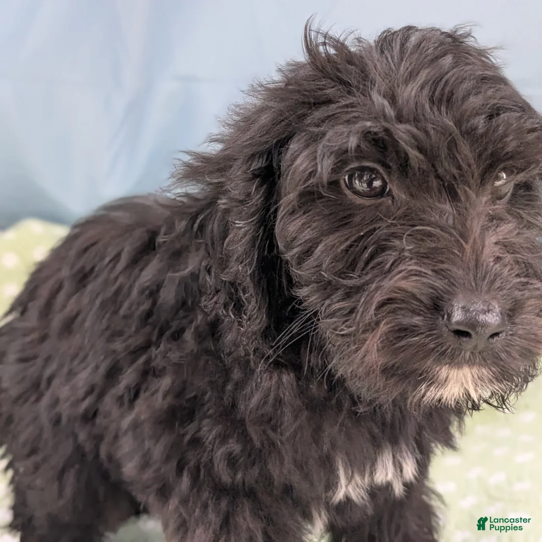 Mixed Breed dogs for sale: Noche (Night) - Ad 3