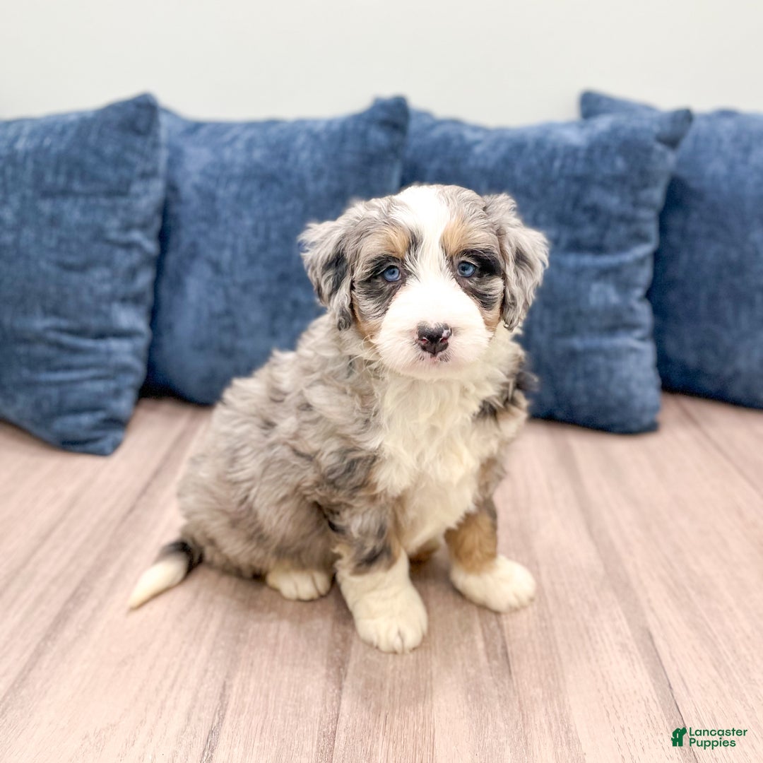 Mini Bernedoodle dogs for sale: Banjo - Ad 2