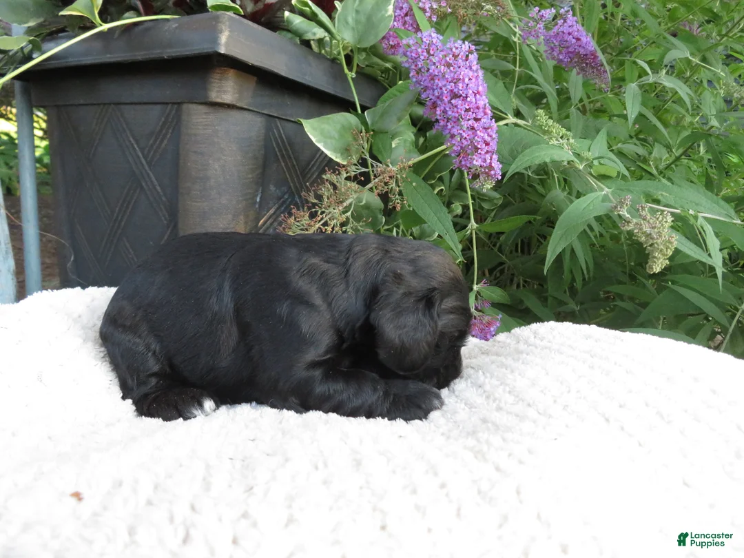Cocker Spaniel dogs for sale: Sophie - Ad 7