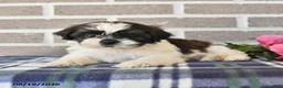 Shih Tzu dogs for sale: Teddy - Ad 3