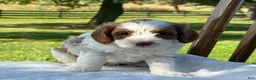 Cavapoo dogs for sale: River - Ad 6