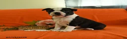 Boston Terrier dogs for sale: Willow - Ad 4