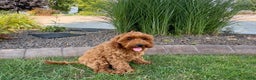 Cockapoo dogs for sale: Henry - Ad 9