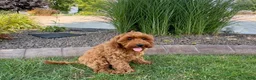 Cockapoo dogs for sale: Henry - Ad 9