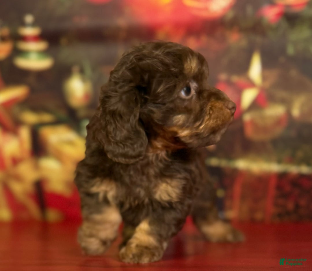 Mixed Breed dogs for sale: Queenie - Ad 8