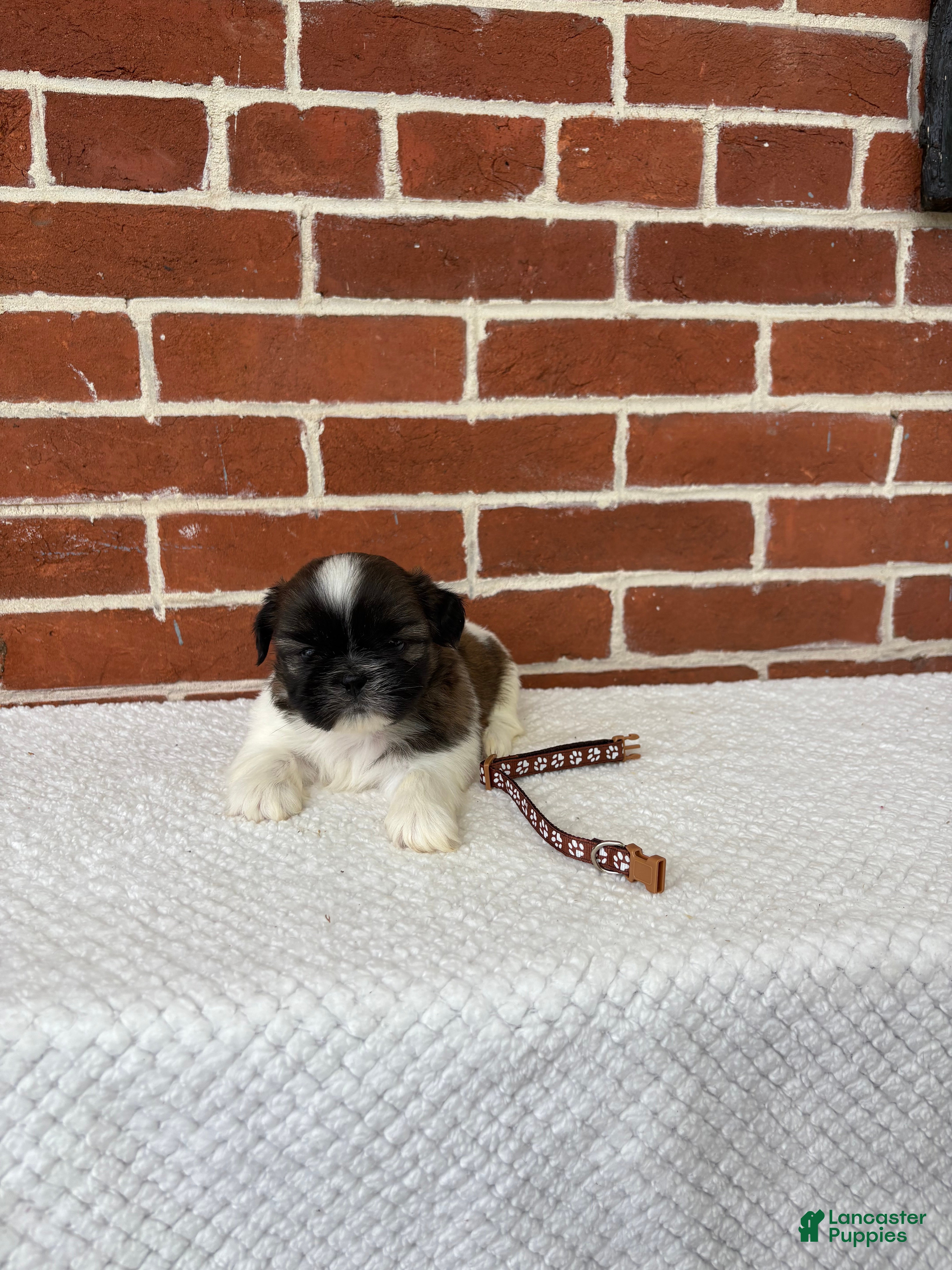 Shih Tzu dogs for sale: Linus - Ad 4