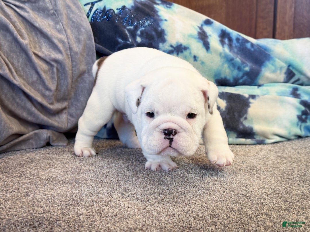 English Bulldog dogs for sale: Jasper - Ad 6
