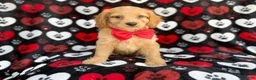 Cockapoo dogs for sale: Tuck - Ad 7