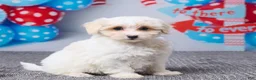 Maltipoo dogs for sale: Holly - Ad 3