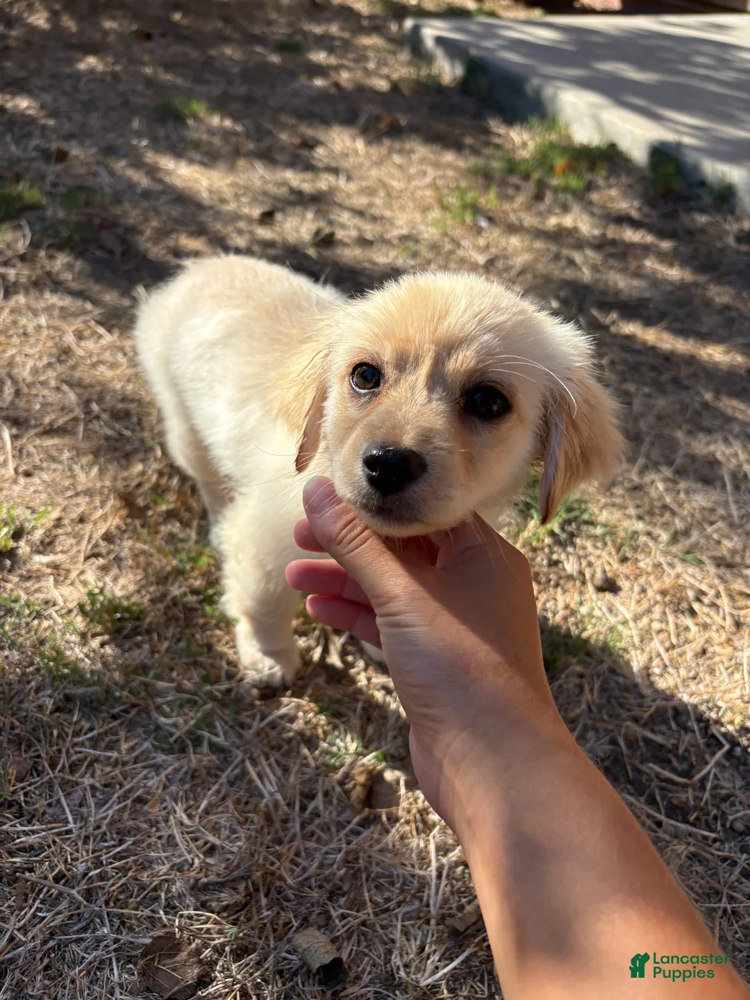Maltipoo dogs for sale: Maltipoo 1 - Ad 2