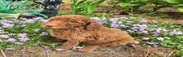 Goldendoodle dogs for sale: Goldendoodle Puppy 4 - Ad 8