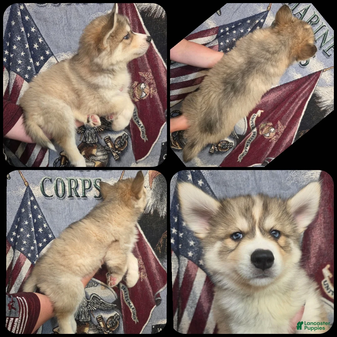 Siberian Husky dogs for sale: Black - Ad 1