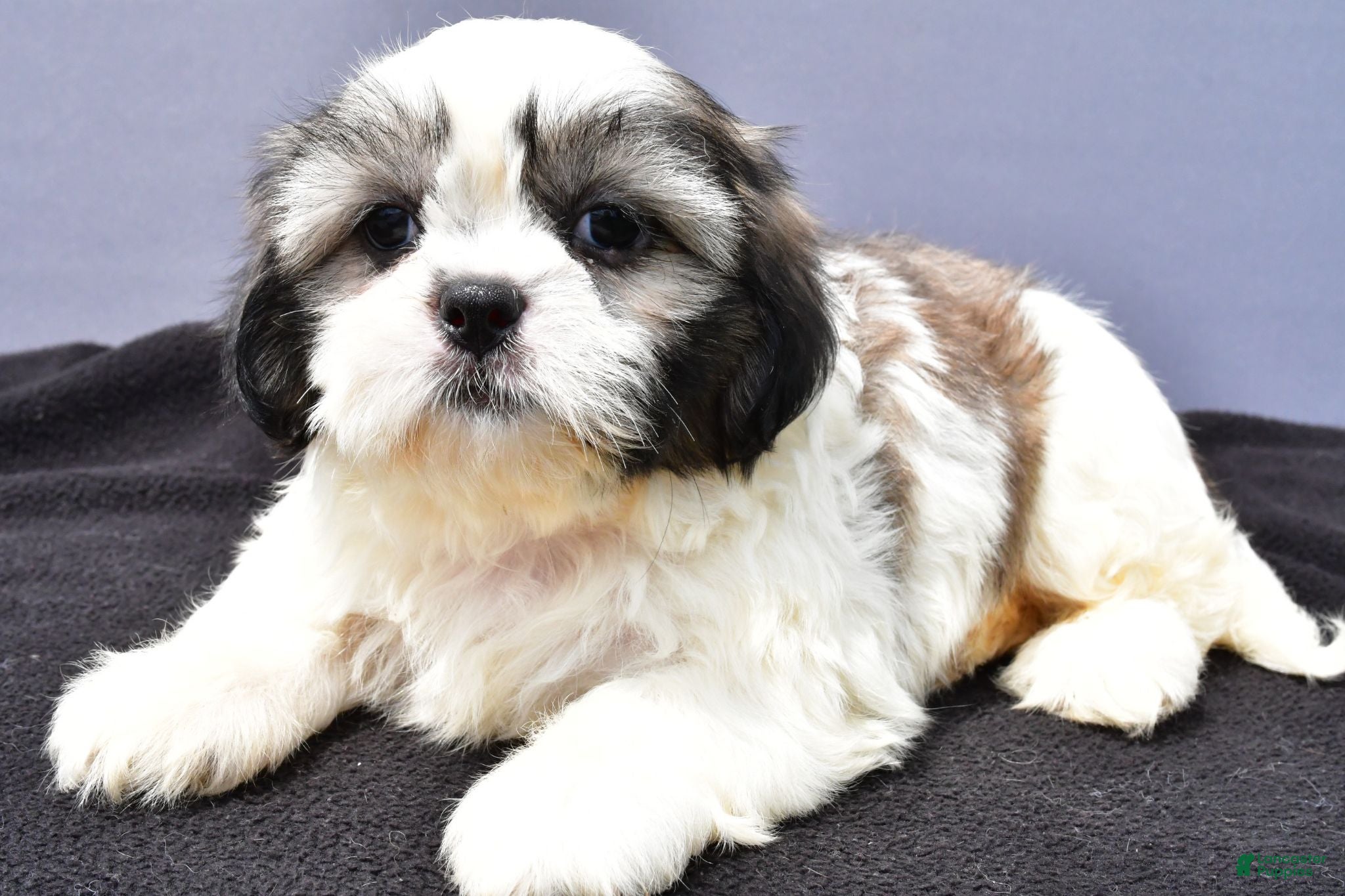 Shih Tzu dogs Angelo - Ad 1