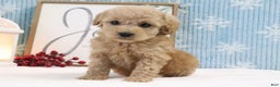 Cavapoo dogs for sale: Thomas - Ad 2