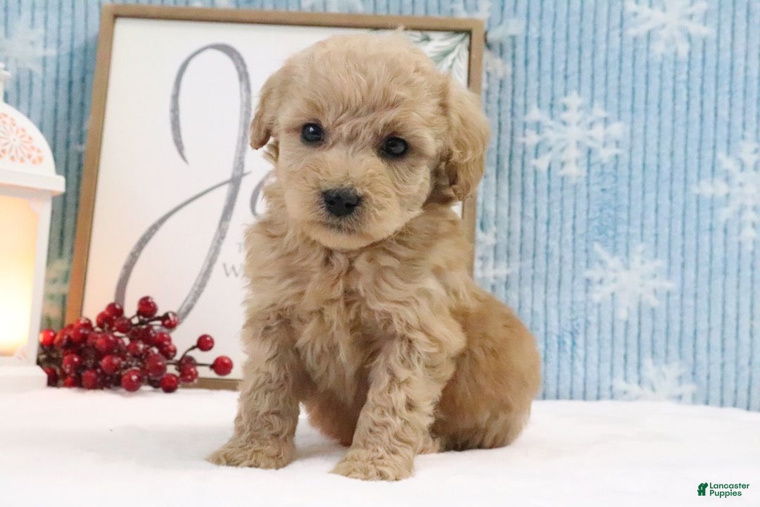 Cavapoo dogs for sale: Thomas - Ad 2