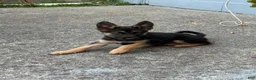 German Shepherd dogs for sale: German Shepherd 2 - Ad 4