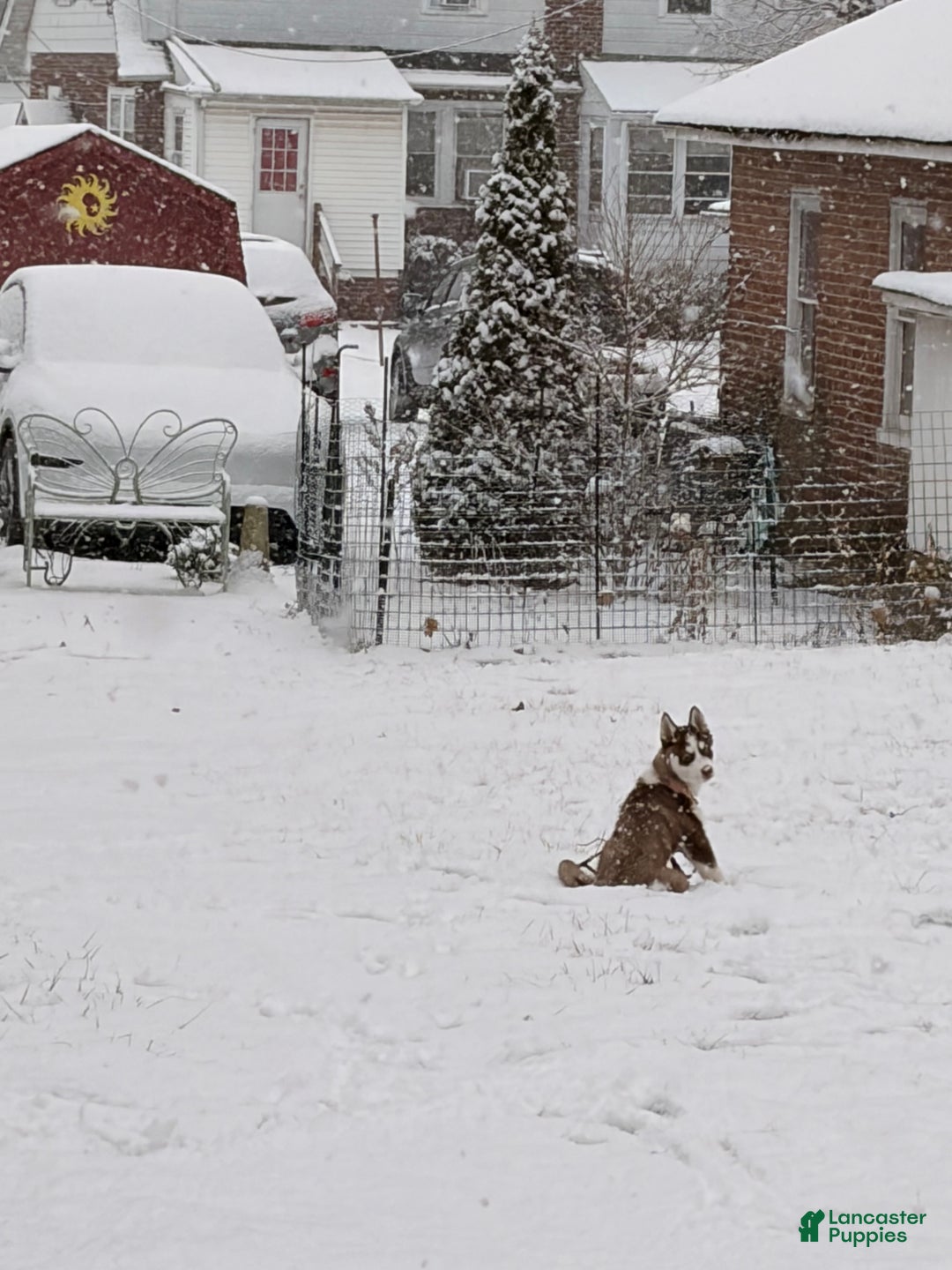 Siberian Husky dogs for sale: Archie  - Ad 2